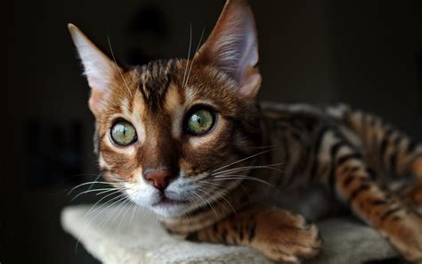 Wallpaper Eyes Watch Whiskers Savannah Wild Cat Ears Kitten