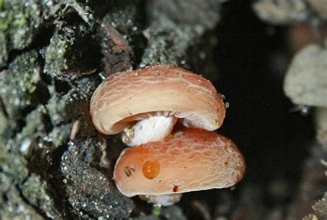 Rhodotus réticulé (Rhodotus palmatus) - Toxicité - Guide des champignons