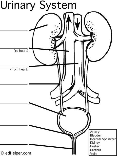 Urinary System Diagram Worksheet High School Biology Human Body
