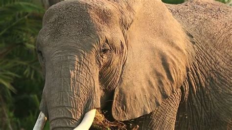 Tips for aging and sexing elephants - YouTube