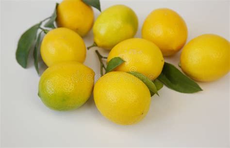 Citrons Juteux Sur Une Branche Avec Feuilles Sur Fond Blanc Les Agrumes
