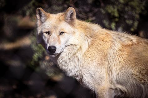 About California Wolf Center