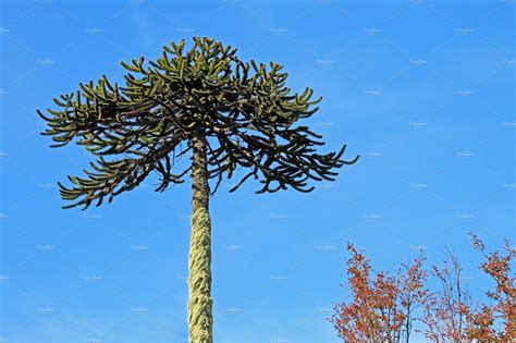 Monkey Puzzle Tree Patagonia Chile Stock Photo Containing Tree And