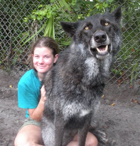 Yuki Huge Dogs Wolf Dog Pet Wolf