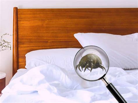 Can you see dust mites? How To Prevent Dust Mites In Bed Sheets