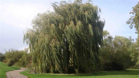 what are the types of willow trees hickory tree services