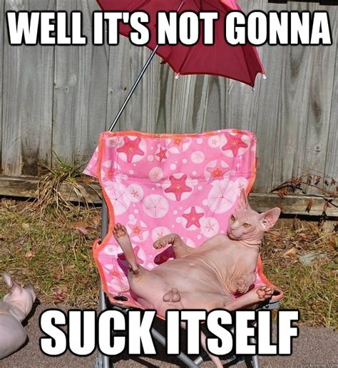 Nude Cat Memes Quickmeme My Xxx Hot Girl