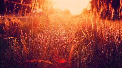 X Nature Sunlight Grass Filter Wallpaper Kb Coolwallpapers Me