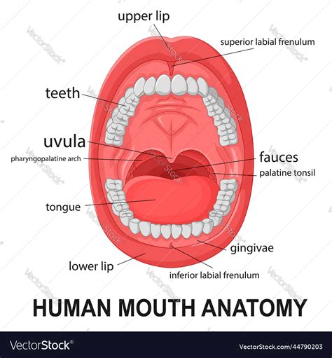 Human Mouth Anatomy Open Mouth With Explaining Vector Image My XXX