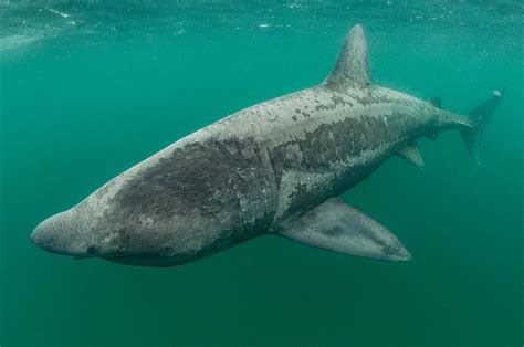 Basking Sharks Scotland Photography By Terry Steeley