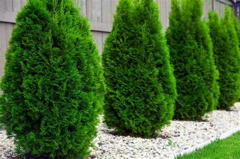 Emerald Green Arborvitae Facts And Care Lovetoknow
