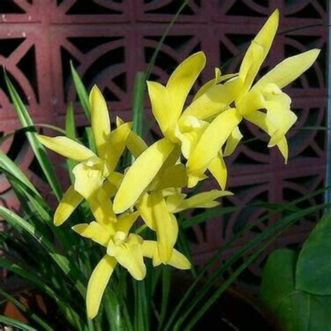Jual Anggrek Tanah Cymbidium Golden Boy Kab Malang Putra Orchids