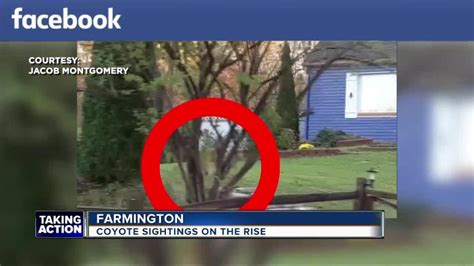 Coyote Sightings On The Rise In Farmington