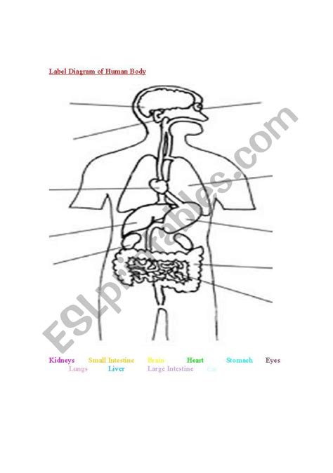 Anatomy Of Human Body Parts Worksheet
