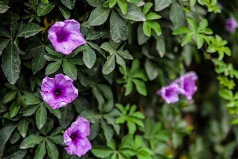 Creeper Plants Care And Growing A Full Guide Gardening Tips