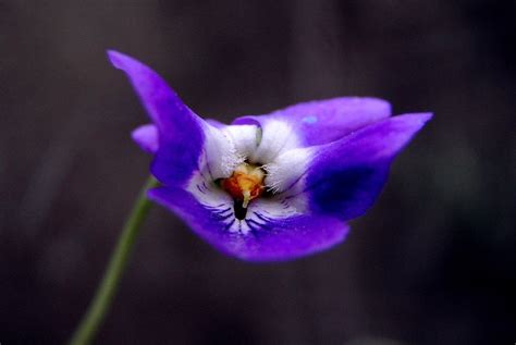 Violet Wild Flower Macro Free Image Download