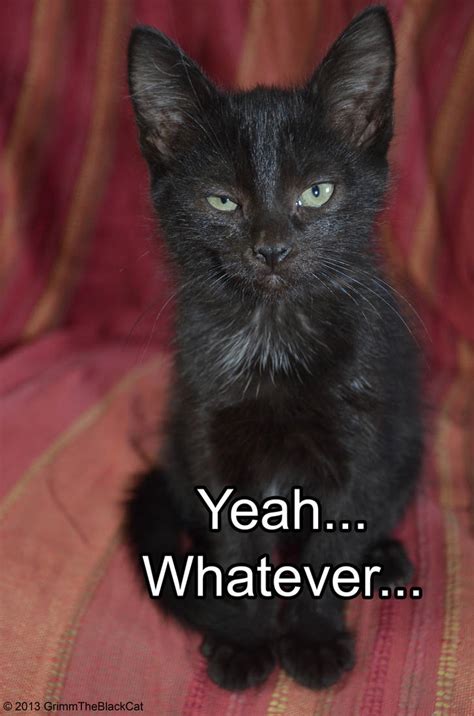 Grimm The Black Cat Meme Yeah Whatever By Tarsicius On Deviantart