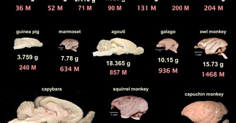 Poster Comparison Of Different Mammalian Brains