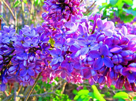 Vibrant Lilacs By Mantisphotography Macro Macrophotography