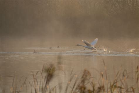 Free Images Swan Taking Off Mist Sunrise Riverbank River Grass