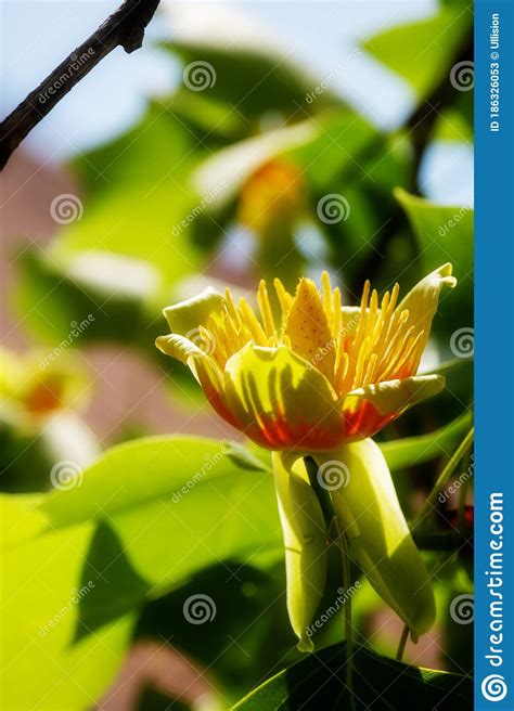 Golden Flower Blossom And Green Leaves Of Liriodendron Tulipifera