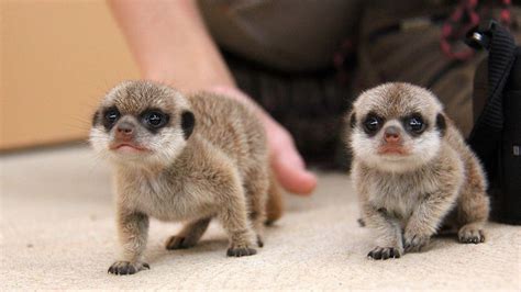 Super Cute Baby Meerkats Explore The Outside World For