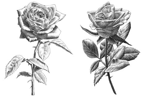 Realistic Roses Hand Drawing Realistic Rose Roses Drawing Rose