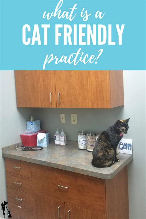 What Is A Cat Friendly Practice Should My Cat Go To One Cat