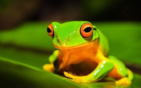 Check spelling or type a new query. Cute frog 05 hd picture Free stock photos in Image format ...