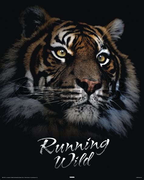 18 Photos Lovely Tiger Motivational Quotes