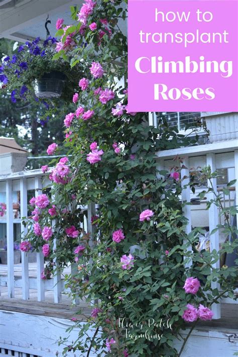 How To Transplant Climbing Roses 덩굴장미
