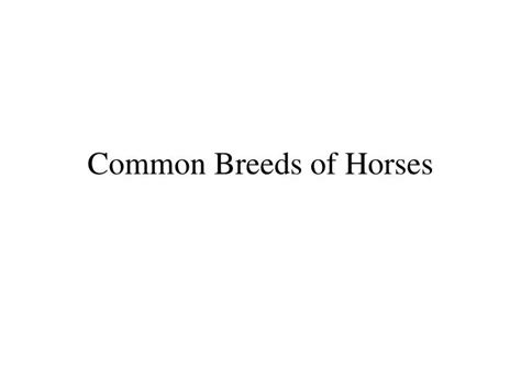 Ppt Common Breeds Of Horses Powerpoint Presentation Free Download