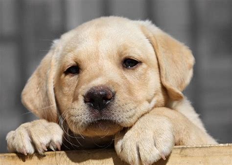 Rules Of The Jungle Yellow Lab Puppies
