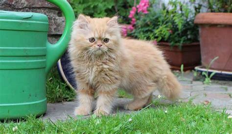 The Maine Coon Persian Mix What You Need To Know Maine Coon Expert