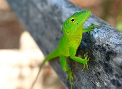 Jamaika Anolis Foto And Bild Tiere Wildlife Amphibien And Reptilien Bilder Auf Fotocommunity