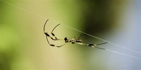 All About Spider Silk