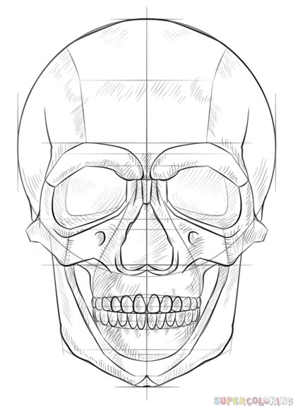 How To Draw A Human Skull Step By Step Drawing Tutorials