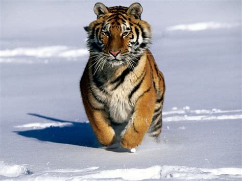 Siberian Tigers Portrait Biological Science Picture Directory