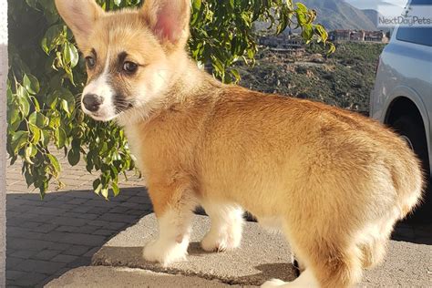 It's almost twice as big as its original height. Corgi puppy for sale near San Diego, California ...
