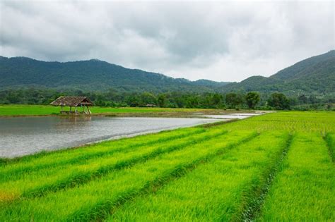 Premium Photo Green Field Of Rice Plant With Water