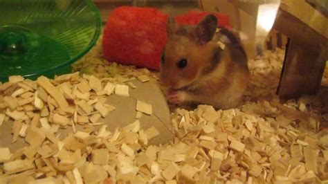 Baby Hamster Burrowing In Ikea Detolf Youtube
