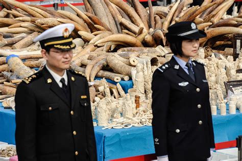 Conservation In China And The Ivory Trade The Baines Report