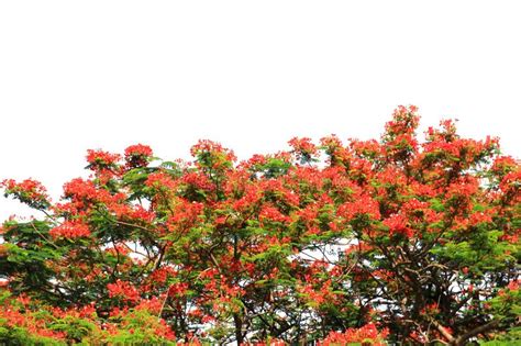 2279 Big Tree Red Flowers Park Stock Photos Free And Royalty Free
