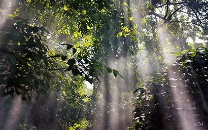 Rainforest Foggy Backgrounds Forest Wallpapers Desktop Rain