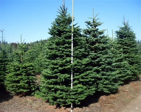 Douglas Fir Trees My Favorite Kind Of Christmas Tree
