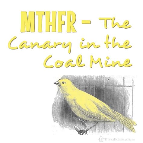 Mthfr The Canary In The Coal Mine Titus 2 Homemaker