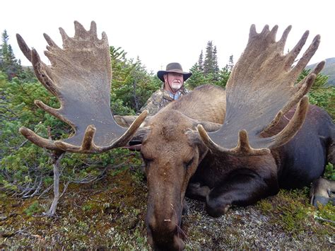 Northern Bc Moose Hunts Kawdy Outfitters