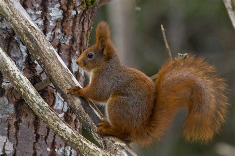 Eurasian Red Squirrel 2 Swedish Ekorre A Squirrel Capt Flickr
