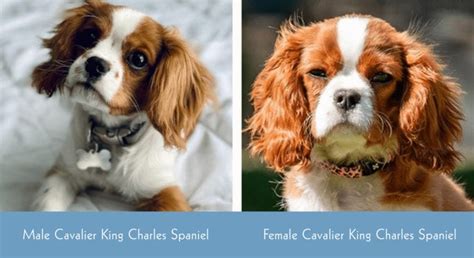 Cavalier King Charles Spaniel Male Vs Female Main Differences With