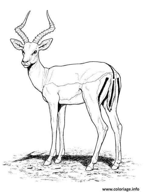 Coloriage Antilope Animal Sauvage Tres Craintif Dessin Animaux Sauvages